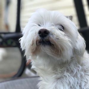 Meet your Posher, Dena